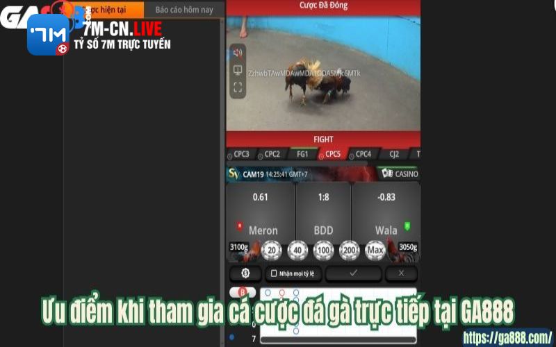 7m 5 Ưu điểm khi tham gia cá cược đá gà trực tiếp tại GA888